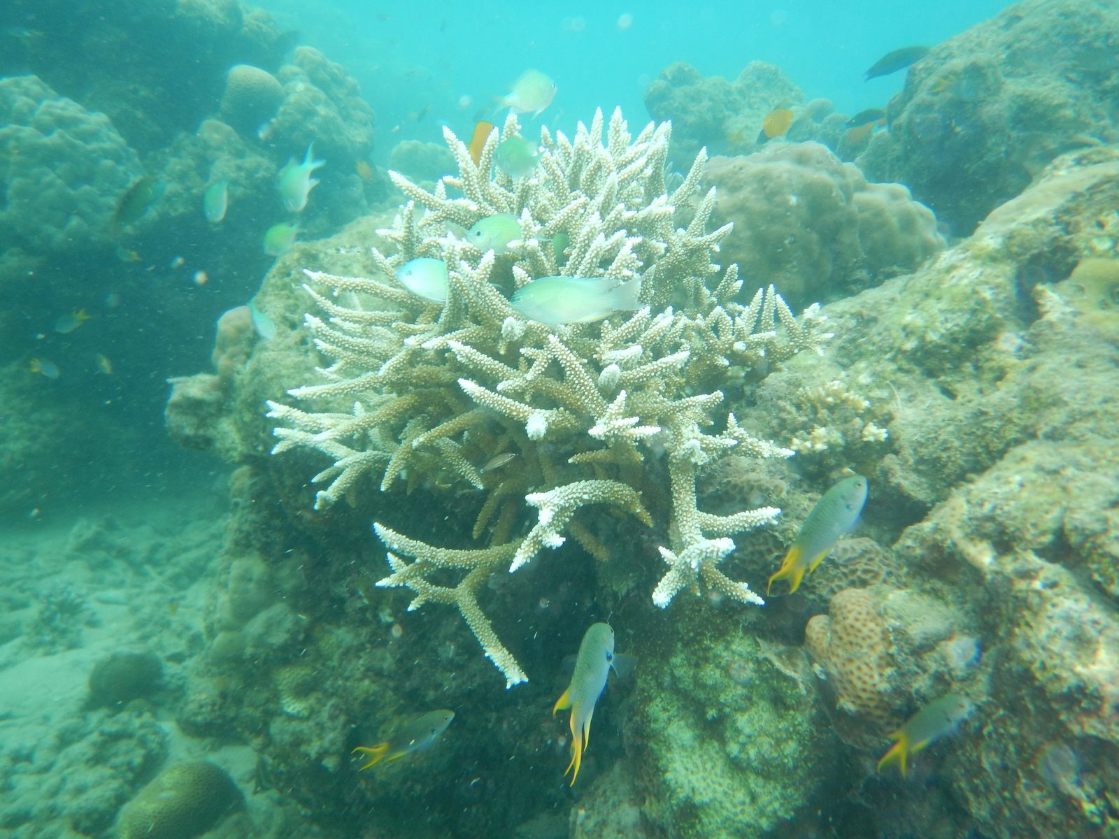 Snorkeling at Elephant Beach Havelock